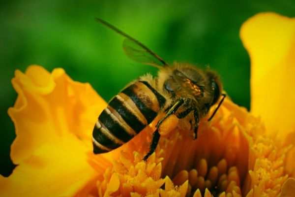 Giải mã ý nghĩa giấc mơ thấy con ong (1)